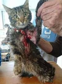 Foto verletzte Katze wegen Halsband