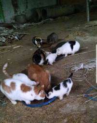 Foto Katzenfamilie auf dem Bauernhof